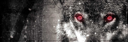 Picture of WOLF EYES