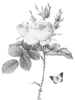 Picture of GREYSCALE FLORAL