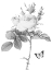 Picture of GREYSCALE FLORAL