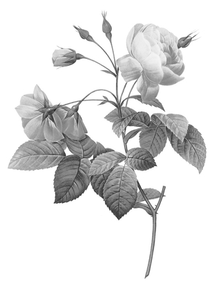 Picture of GREYSCALE FLORAL THREE
