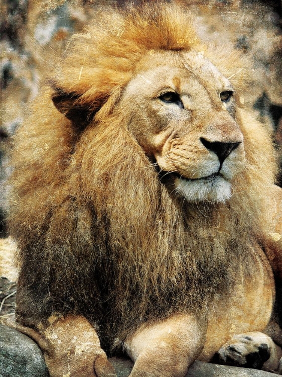 Picture of LIONS LOOK