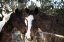 Picture of HORSE LOOKS