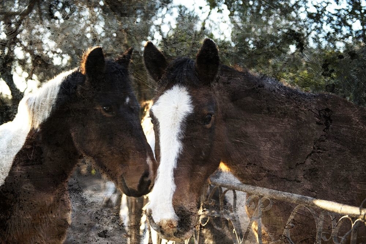 Picture of HORSE LOOKS