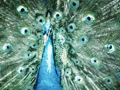 Picture of LOOKING PEACOCK