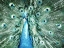 Picture of LOOKING PEACOCK