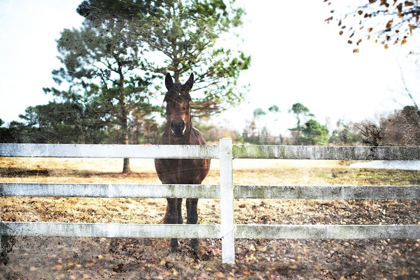 Picture of WAITING HORSE