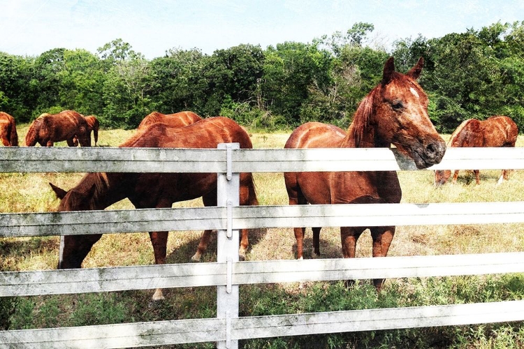 Picture of HORSE FARM