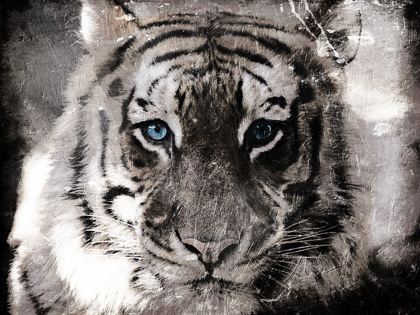 Picture of TIGER LOOK
