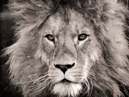 Picture of LION LOOK