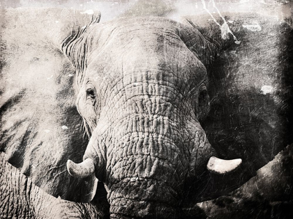 Picture of ELEPHANT LOOK