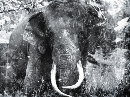 Picture of ELEPHANT LOOK TWO