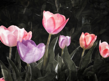 Picture of TULIPS IN THE DARK