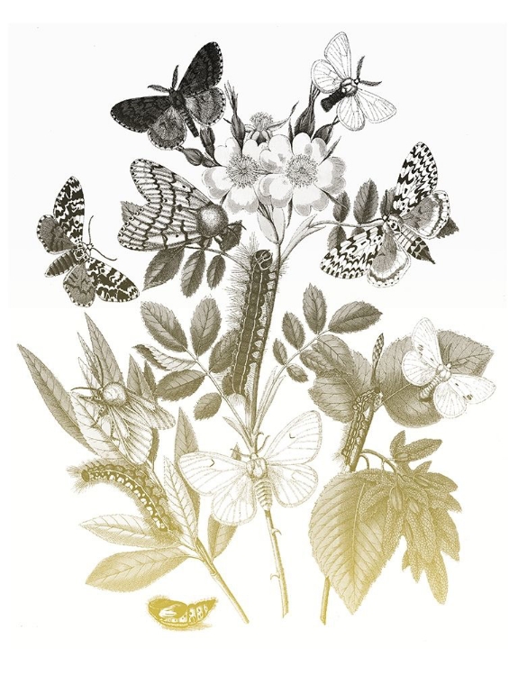 Picture of FLOWER AND BUGS B