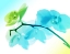 Picture of ELECTRIC ORCHIDS