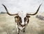Picture of STEER THE HERD