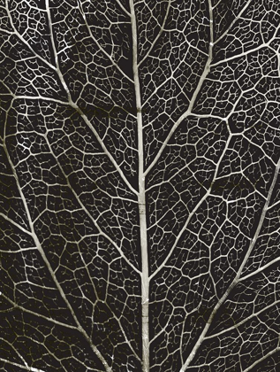 Picture of CHARCOAL LEAF GRAIN