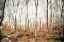 Picture of LOTS A TREES