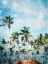 Picture of BEACH PALM OUT
