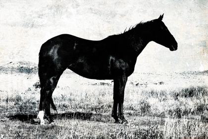 Picture of HORSE STANCE