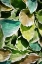 Picture of MULTICOLOR LEAVES