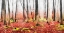 Picture of FALL IN THE WOODS