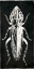 Picture of BUG LIFE THREE BLACK