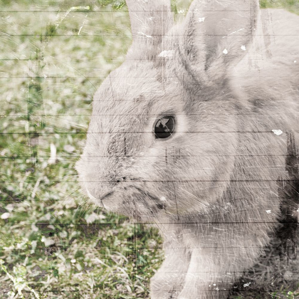 Picture of BUNNY SEE