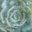 Picture of SUCCULENT THROUGH THE FOG