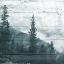 Picture of FOG ON THE FOREST