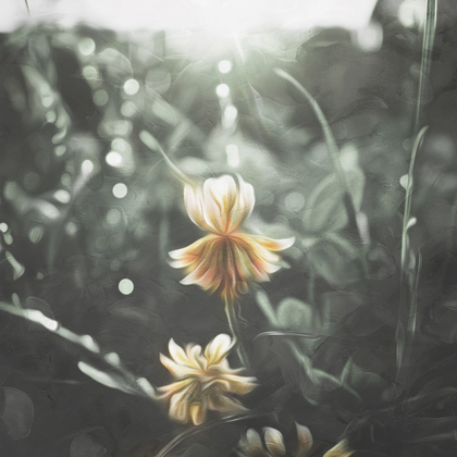 Picture of FLOWER IN THE SUN