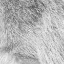 Picture of SILVER FUR