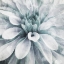 Picture of FLOWER FACE