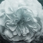 Picture of DEEP FLOWER