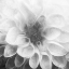 Picture of PAST FLOWER