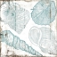 Picture of SKETCHED SHELLS