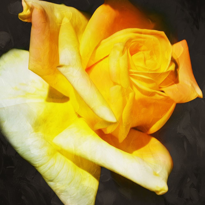 Picture of YELLOW ROSE