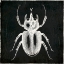Picture of BUG LIFE TWO BLACK