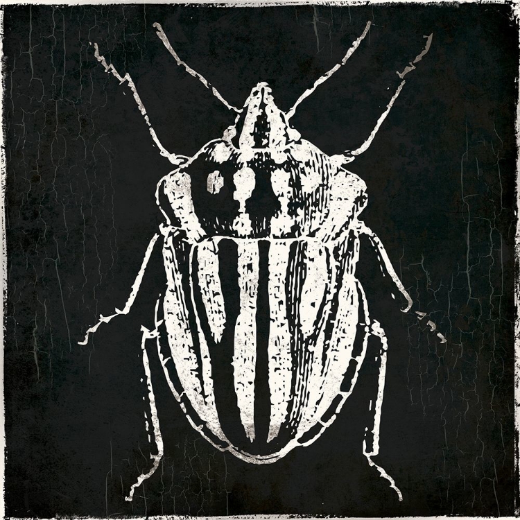 Picture of BUG LIFE THREE BLACK