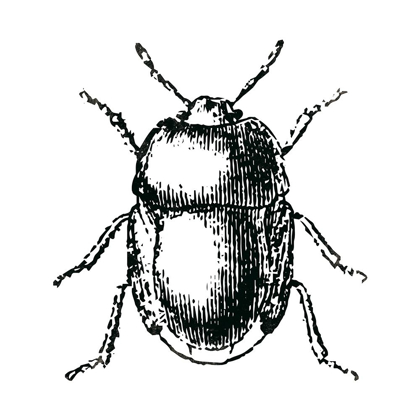 Picture of BUG LIFE
