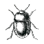 Picture of BUG LIFE
