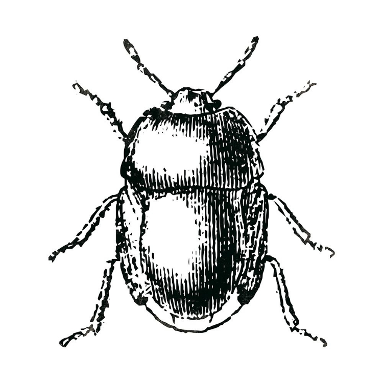 Picture of BUG LIFE