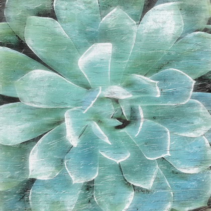 Picture of SUCCULENT MEMORY 1