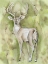 Picture of STERLING DEER