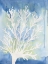 Picture of BLUE CORAL