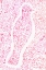 Picture of FEATHERED CAMOUFLAGE