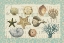 Picture of SEA SHELL COLLECTION