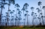 Picture of PINEY WOODS
