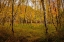Picture of BIRCH WOODS 1
