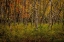 Picture of BIRCH WOODS 2