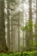 Picture of NORTH COAST REDWOODS